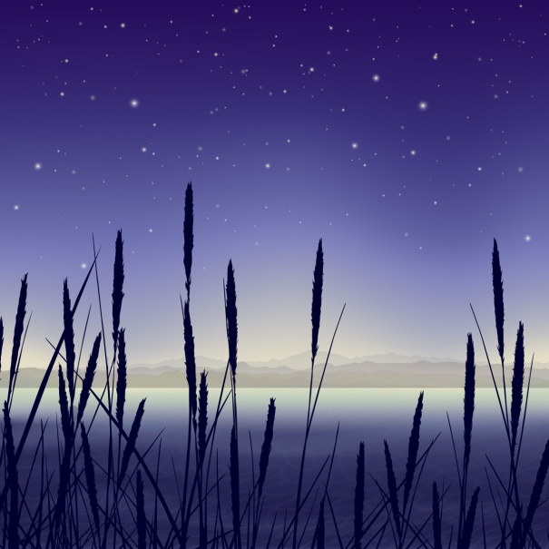 Starry night landscape with reeds